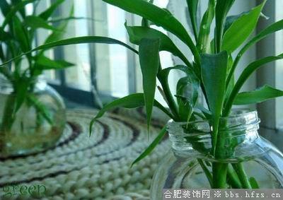 养眼的绿。每天都有好心情。
