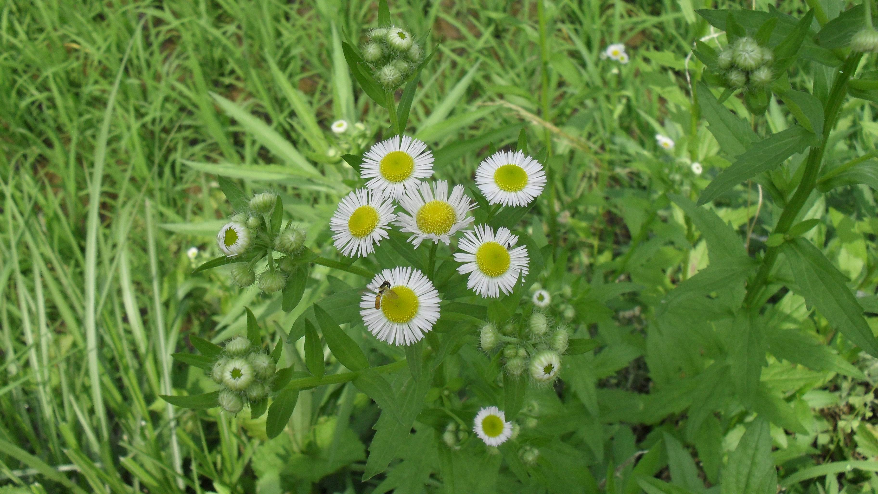 SDC10396.jpg