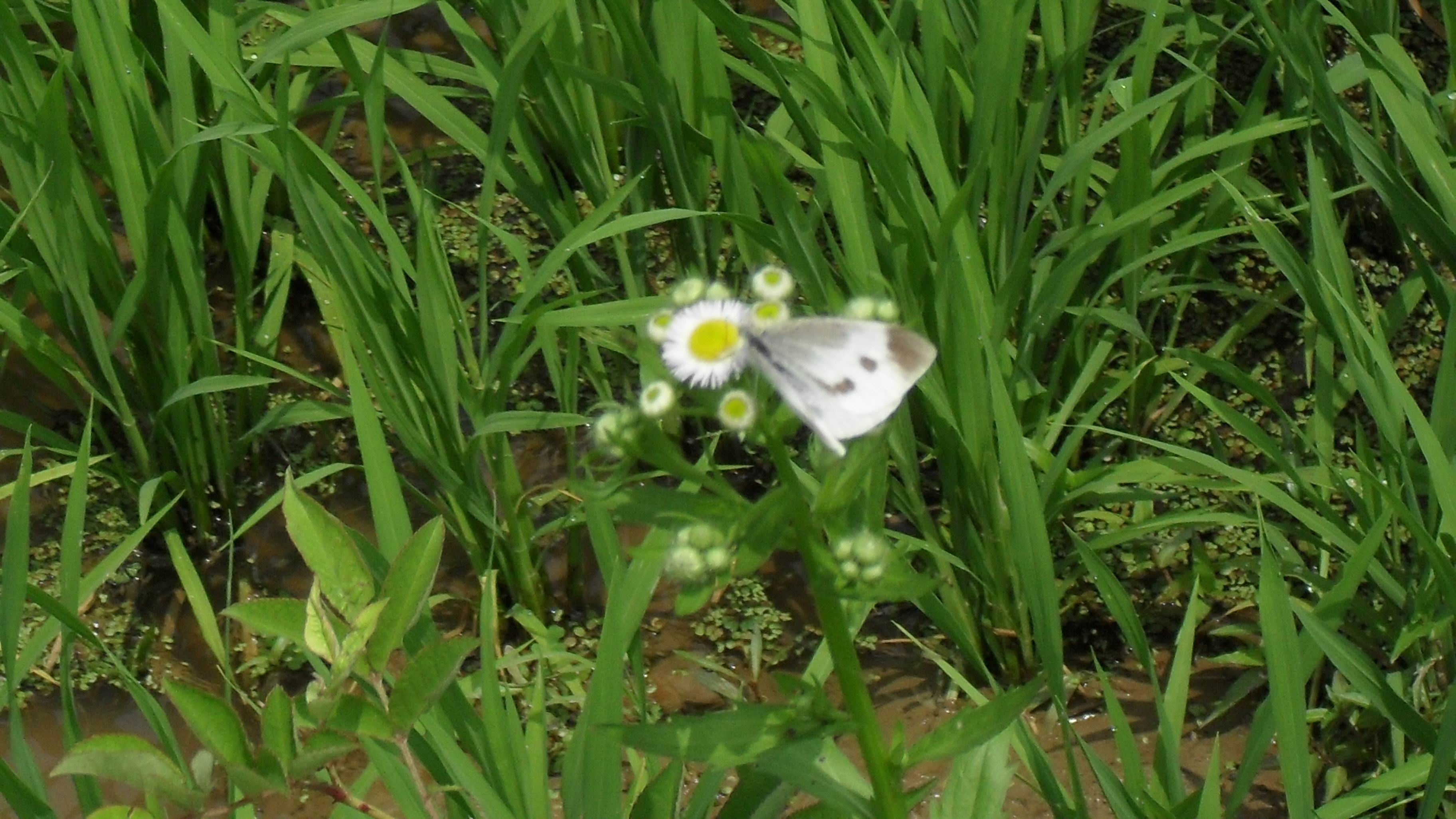 SDC10398.jpg