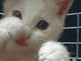 0006.gif