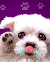 5.gif