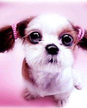 4.gif